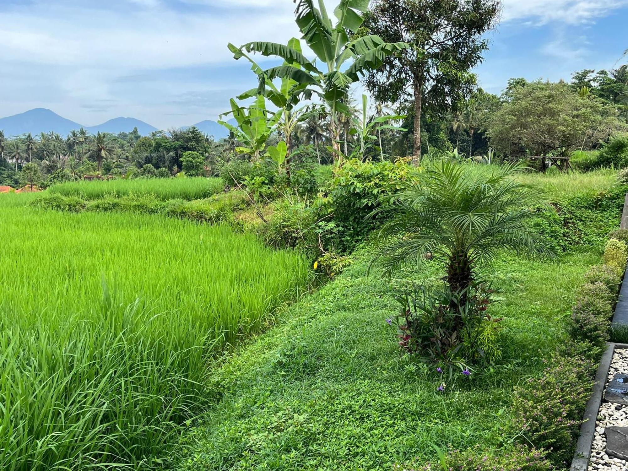 Maple Ridge Ubud Villas ภายนอก รูปภาพ