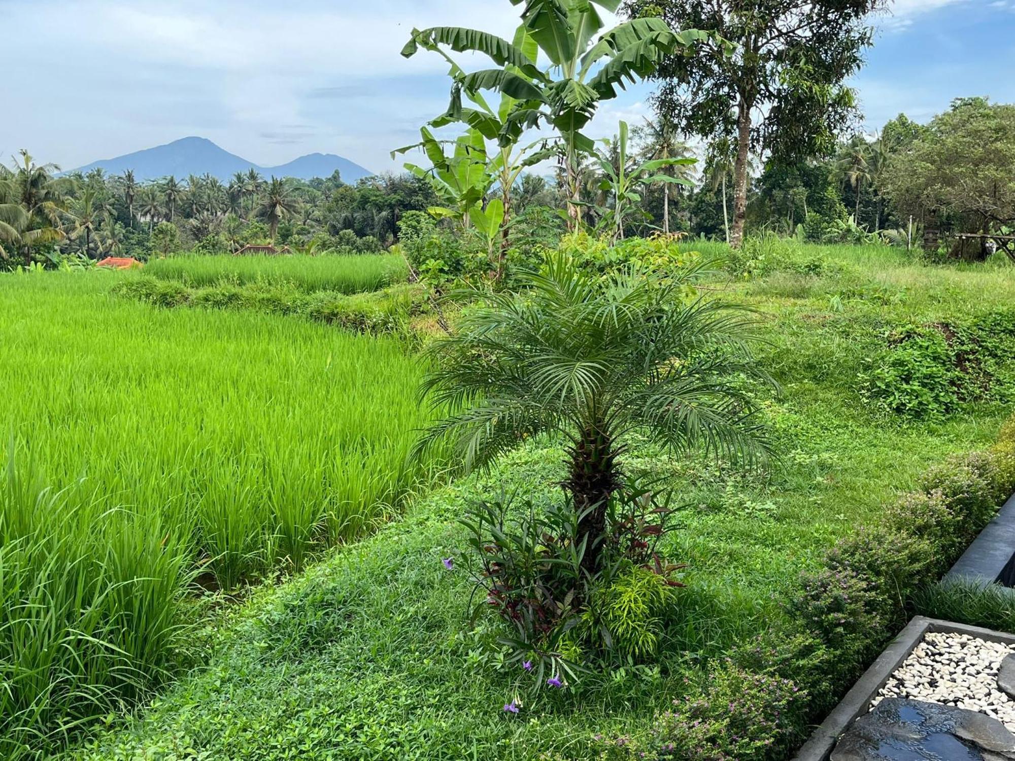 Maple Ridge Ubud Villas ภายนอก รูปภาพ